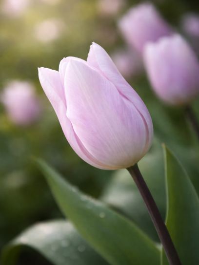 Tulipa "Silver Cloud"