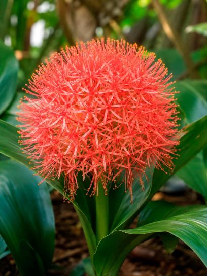 Scadoxus multiflorus subsp. multiflorus