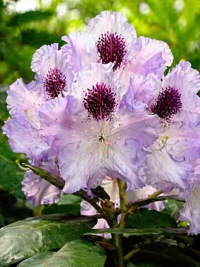 Rhododendron hybrid "Blue Peter"