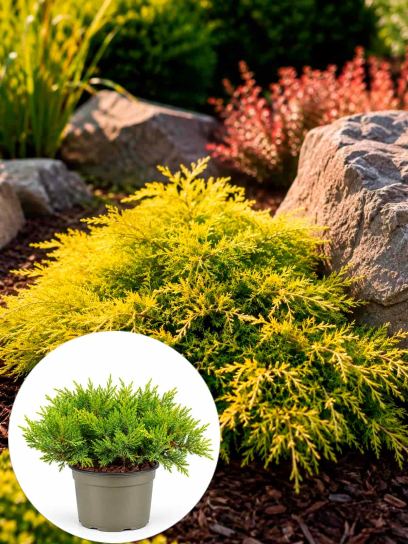 Jeneverbes pfitzeriana `Old Gold` container (P11)