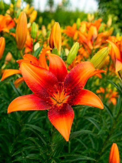 Lilium "Strawberry Event"