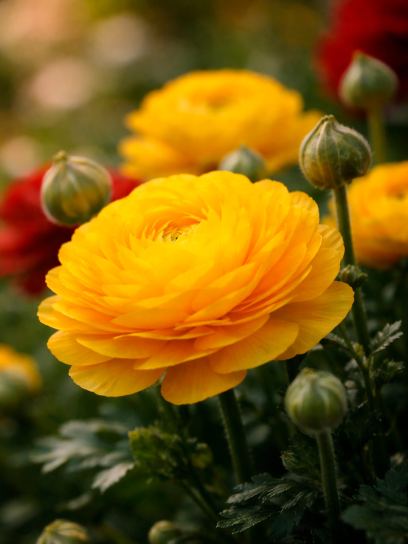 Ranunculus asiaticus "Aviv" geel