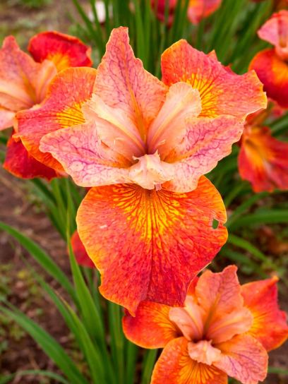Iris sibirica "Paprikash"