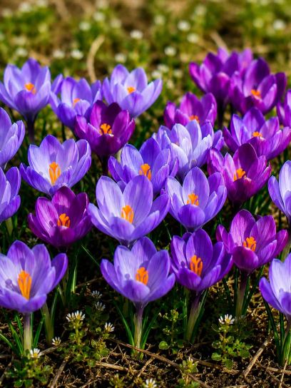 Crocus ‘Schothorst Mix purple/blue’