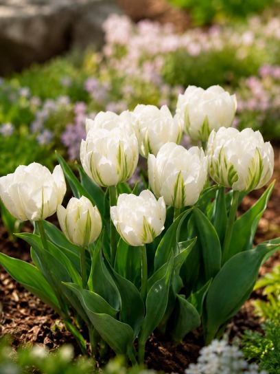 Tulipa "Sweet Valley"