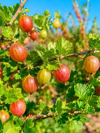 Gooseberry 'Hinnonmäki Red' container (P15)