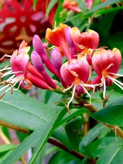 Honeysuckle "Henryi" container (C2)