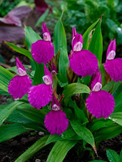 Roscoea purpurea "Paul Bygrave"s Hybrids"