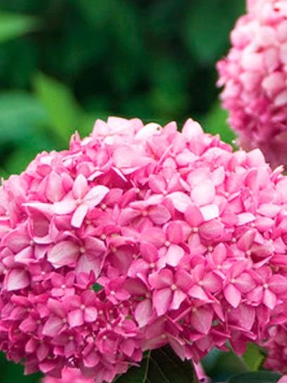 Hydrangea arborescens "Pink Annabelle"
