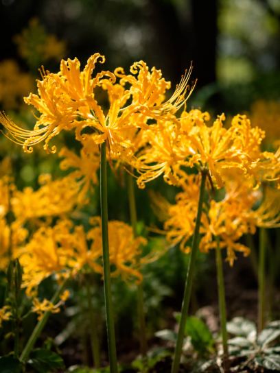 Lycoris aurea