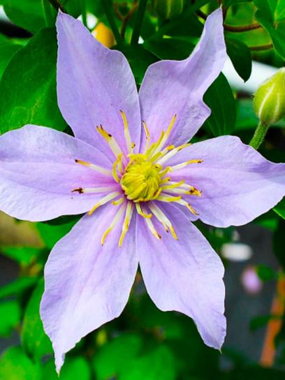 Clematis "Justa" container (C2)