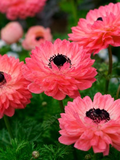 Anemone coronaria LEVANTE-Light Pink-