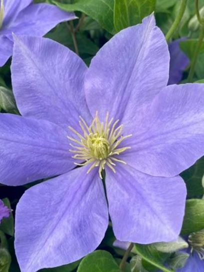 Clematis "Fujimusume" container (C2)
