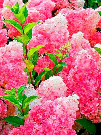 Hydrangea paniculata "Vanilla Fraise" container (P19)