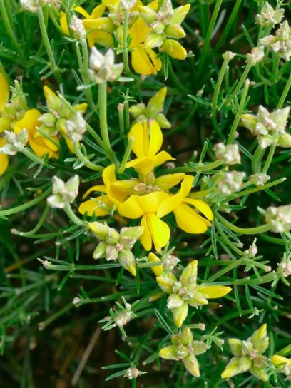 Broom "Radiata" container (C2)