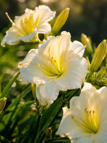 Hemerocallis "Cumberland Island"