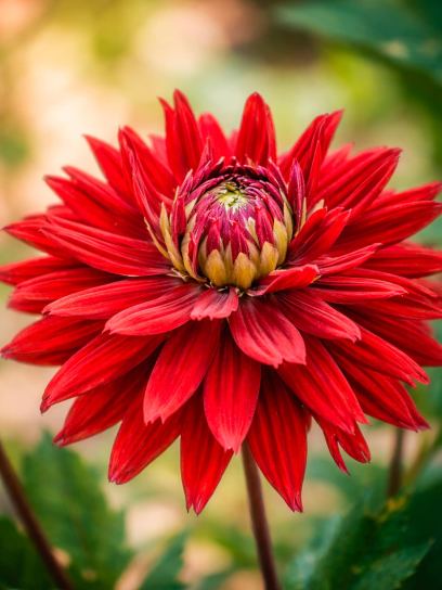 Dahlia "Black Touch"