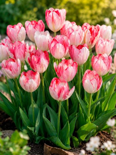 Tulipa "Flaming Purissima"