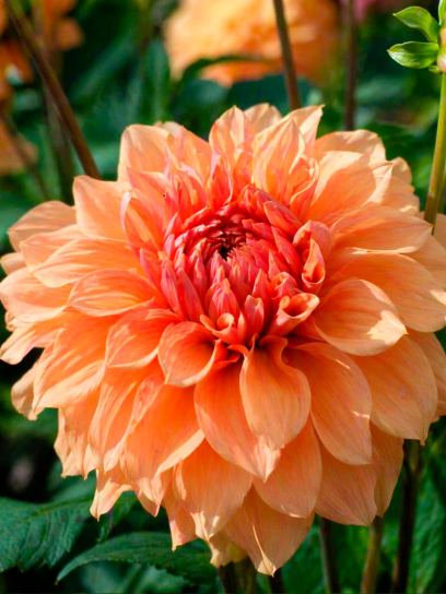 Dahlia "Great Hercules"