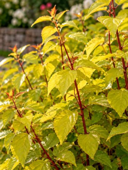 Dogwood ‘Midwinter Fire’ (Common)