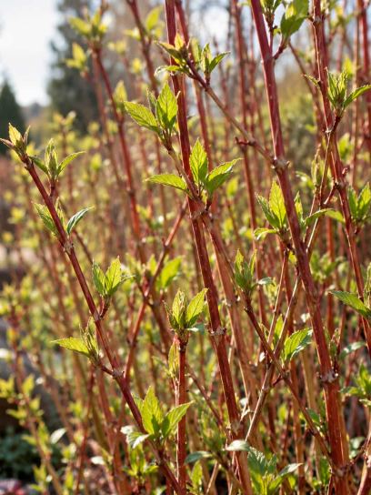 Dogwood ‘Winter Beauty’ (Common)