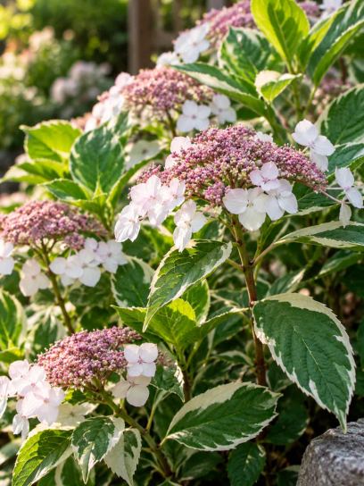 Hortensia ‘Tricolor’ (Groenbladige)