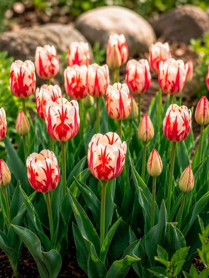 Tulipa "Spryng Break"
