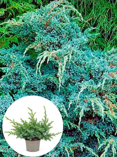 Chinese juniper "Blue Alps" container (P11)