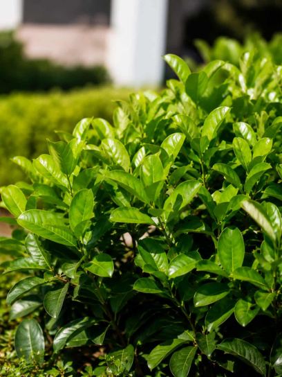 Prunus laurocerasus "Etna"®