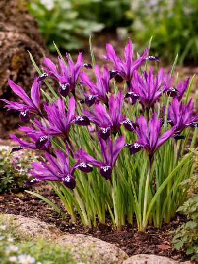 Iris reticulata "Pauline"