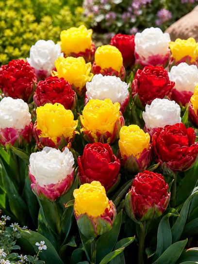 Tulipa -Ice Cream Mix-