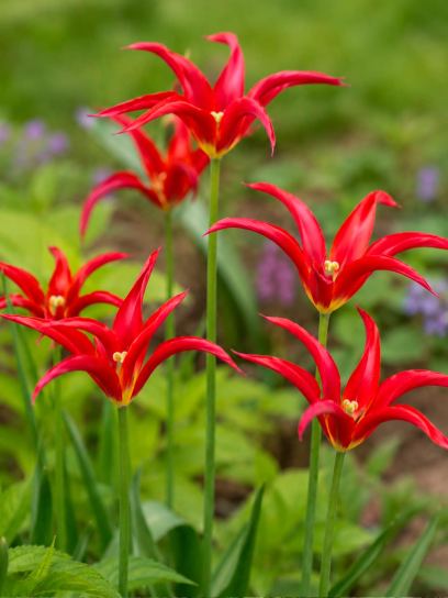 Tulip "Go Go Red"