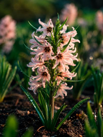 Fritillaria stenanthera