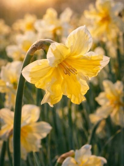 Narcissus "Cassata"