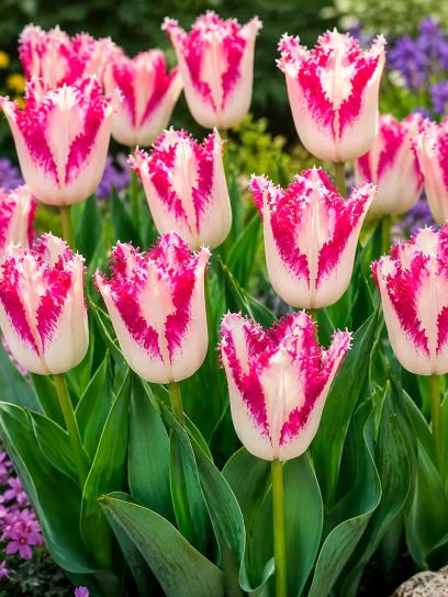 Tulipa "Passion Play"