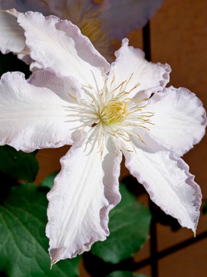 Clematis "Gladys Picard" container (C2)