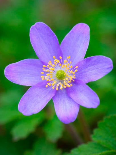 Anemone nemorosa "Royal Blue"