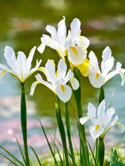 Iris "Louise"