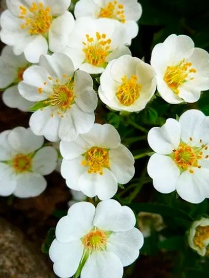 Cinquefoil "Abbotswood" container (P0.5)