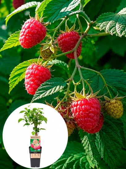 Raspberry 'Willamette' container (P15)