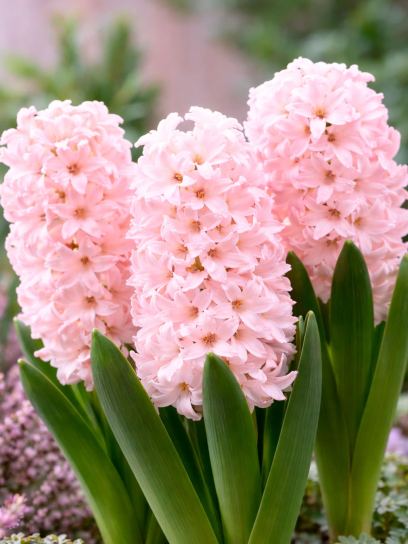 Hyacinthus "Pink Elephant"