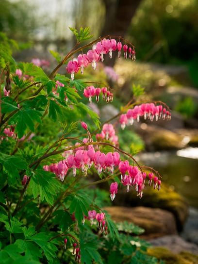 Dicentra spectabilis
