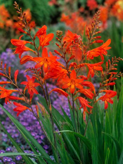 Crocosmia 'Bente'
