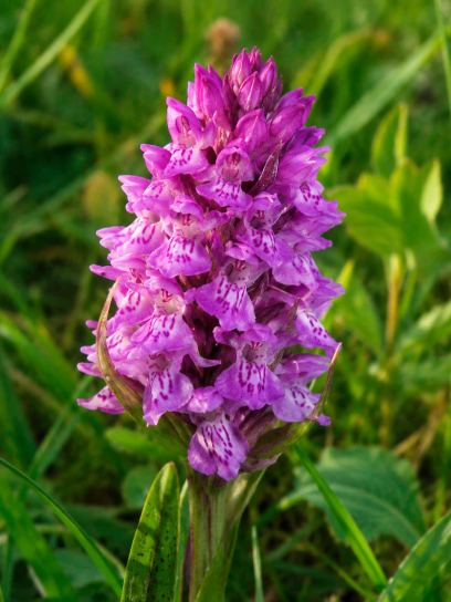 Dactylorhiza purpurella
