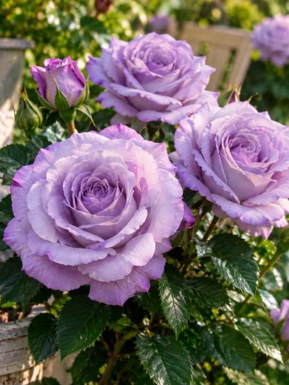 Rose 'Blue Girl'
