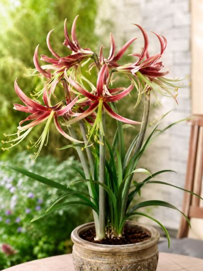 Hippeastrum "Chico"