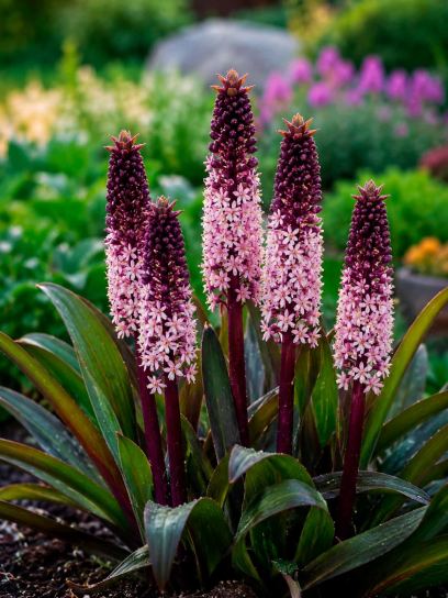 Eucomis comosa