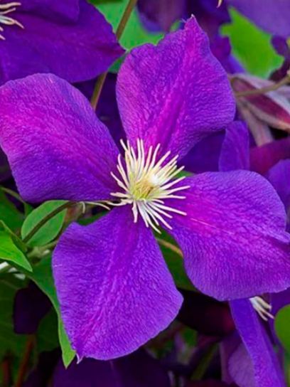 Clematis "Jackmanii" container (C2)