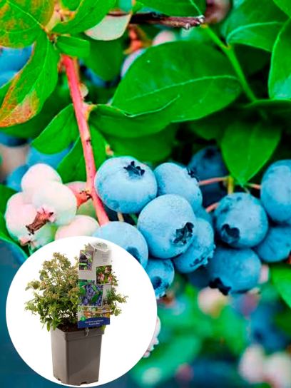 Blueberry "Sunshine Blue" container (P18)