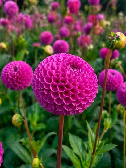 Dahlia "Franz Kafka"